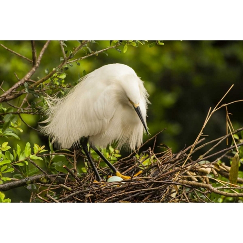 FL, Anastasia Island Snowy egret eyes egg